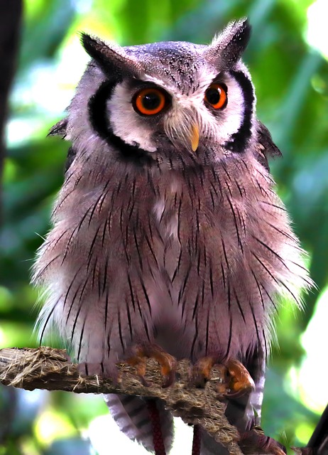 Free Owl Bird photo and picture