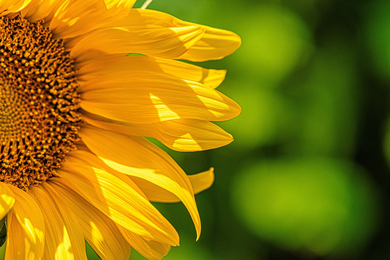 Sonnenblume Blume Pflanze - Kostenloses Foto auf Pixabay 