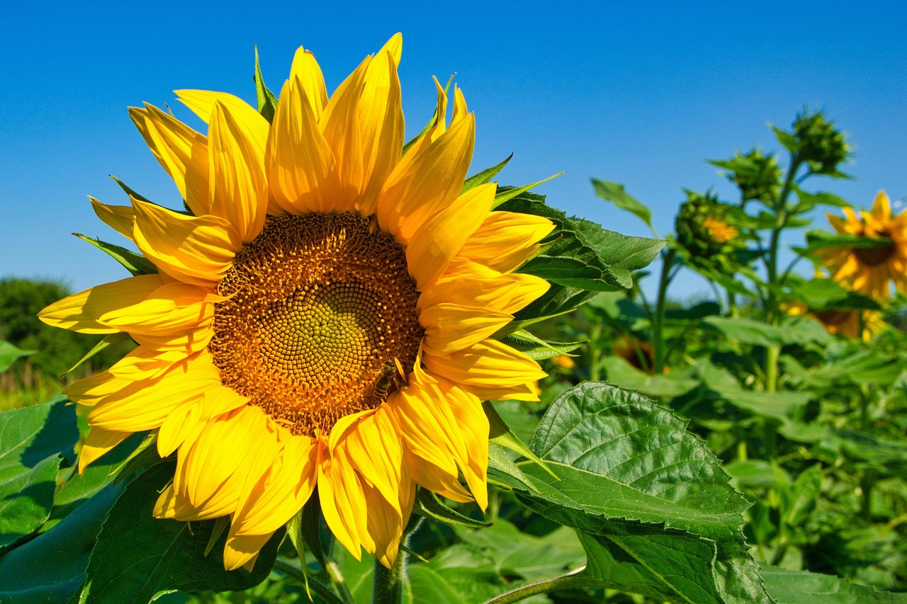  Sonnenblume Blume Pflanze - Kostenloses Foto auf Pixabay Motiv 