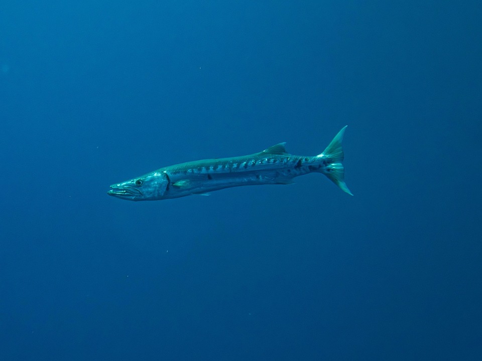 Grote Barracuda Tekening Barracuda Vis Kerst Ornament Etsy België