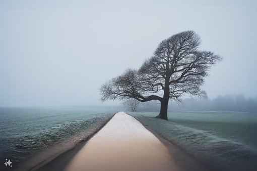 Free Tree Nature photo and picture
