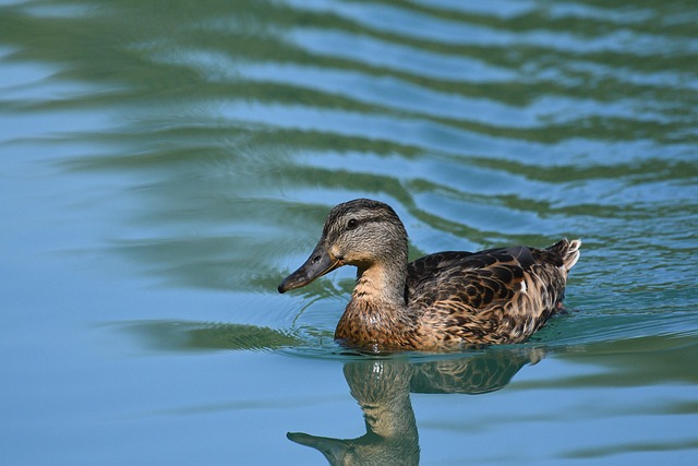 Pássaro, Pato, Ornitologia, Habitat