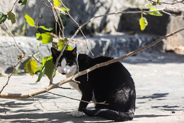 Free Cat Pet photo and picture