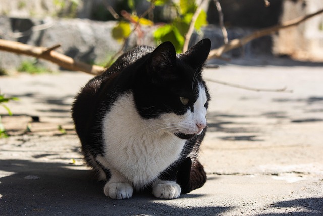 Free Cat Pet photo and picture