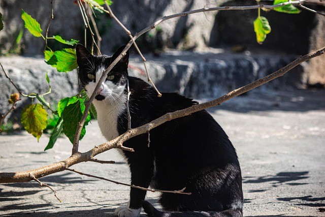 Free Cat Pet photo and picture