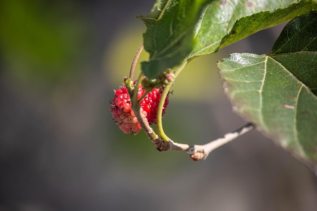 Free Fruit Food photo and picture