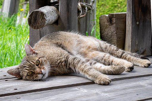 Free Cat Animal photo and picture