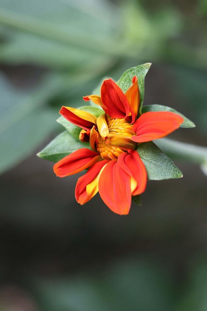 Tithonia Rotundifolia, Flor