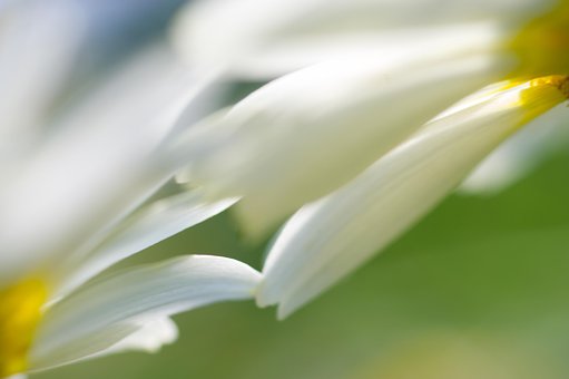 Free Macro Blossom photo and picture