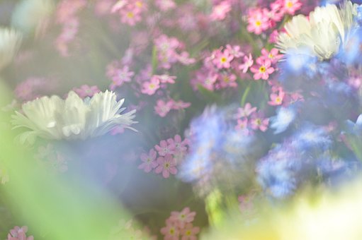 Free Macro Flower photo and picture