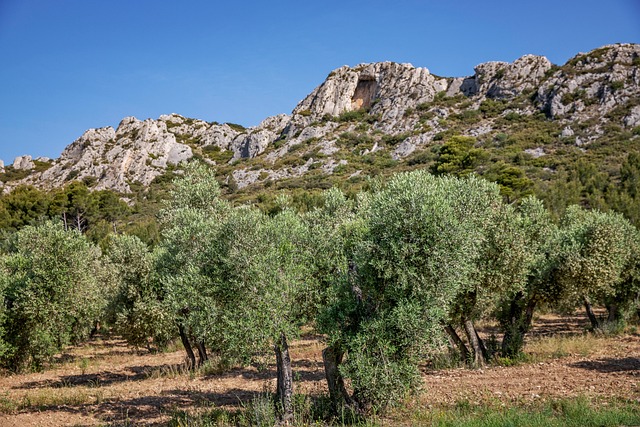Free Olivier Tree photo and picture