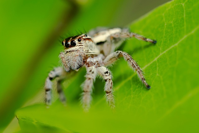 Spider Insect Nature Close - Free photo on Pixabay - Pixabay