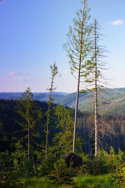 Free Mountains Forest photo and picture