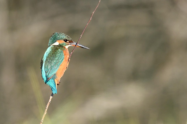 Martim-Pescador, Pássaro, Natureza