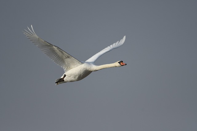 Cisne, Pássaro, Natureza, Animal
