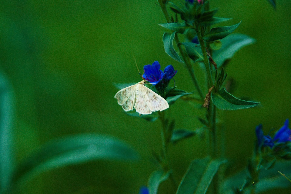 Moth Insect Nature - Free photo on Pixabay - Pixabay