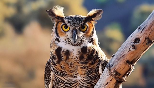 Free ai generated horned owl owl illustration