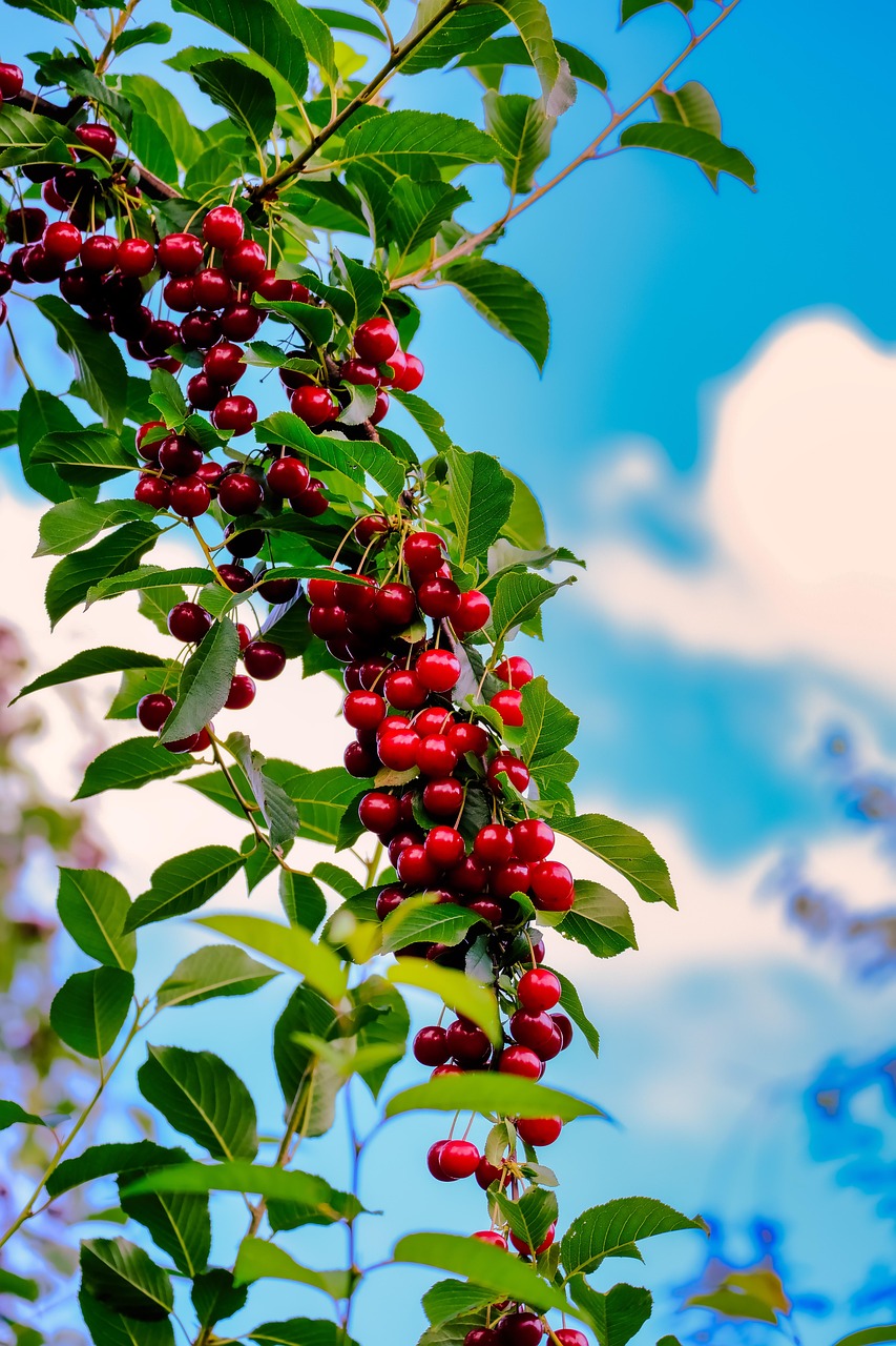 Árvore De Cereja Cerejas Fruta - Foto gratuita no Pixabay