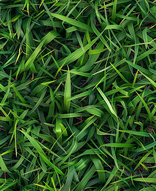 Free ai generated grass meadow illustration
