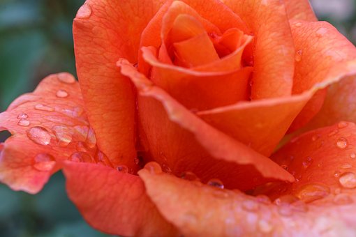Free Nature Plant photo and picture
