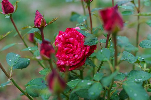 Free Nature Plant photo and picture