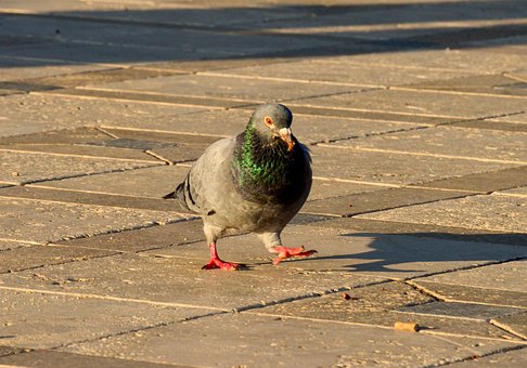 Free Pigeon Bird photo and picture