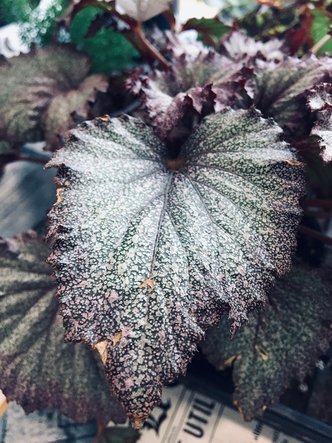 Free Sheets Plants photo and picture
