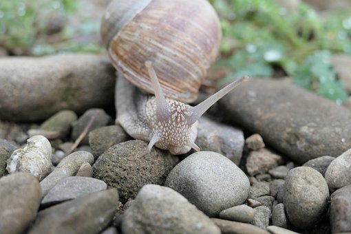 Natur, Muschel, Steine, Schnecke