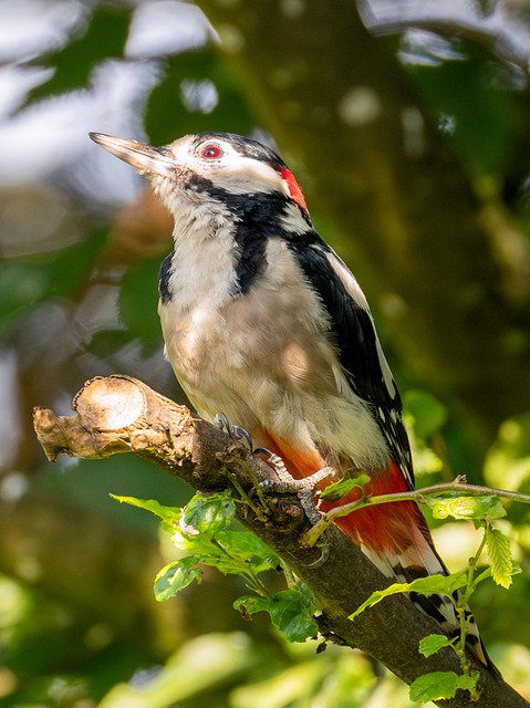 Free Great Spotted Woodpecker Woodpecker photo and picture