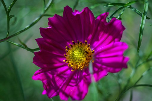 Free Nature Garden photo and picture