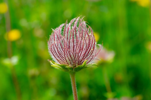Free Allium Flower photo and picture