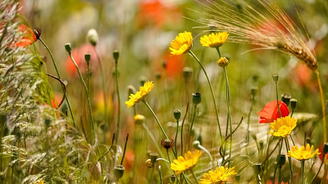 Blumen, Blumenfoto, Flora, Natur