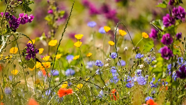 Blumen, Natur, Blüte, Blumenwiese, Nabu