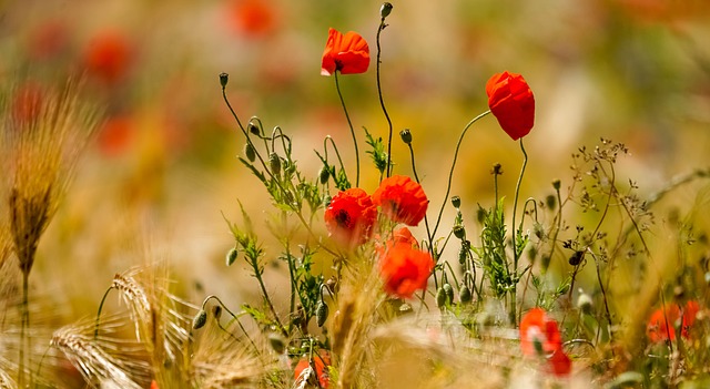 Natur, Pflanze, Mohn, Ähre, Getreide