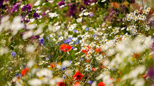 Natur, Blumen, Blumenwiese, Wildblumen