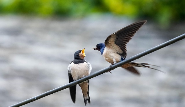 Schwalbe, Rauchschwalbe, Vogel, Natur