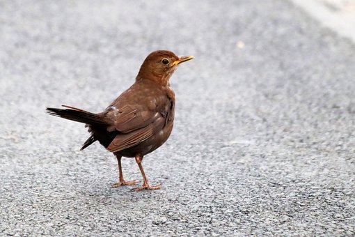 Free Blackbird Bird photo and picture