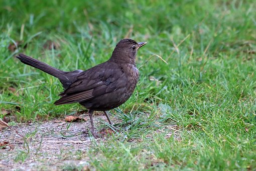 Free Blackbird Female Blackbird photo and picture