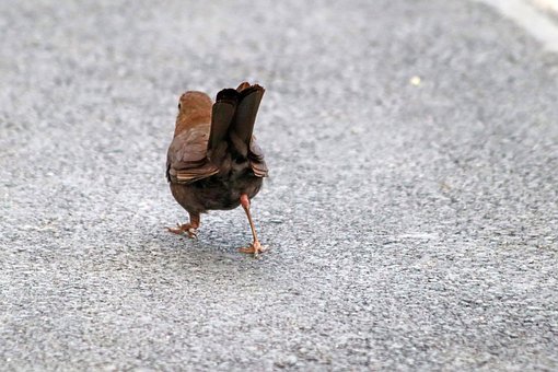Free Fun Female Blackbird photo and picture
