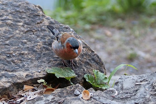 Free Chaffinch Bird photo and picture