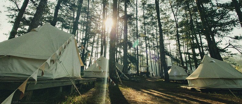 Free Camp Forest photo and picture