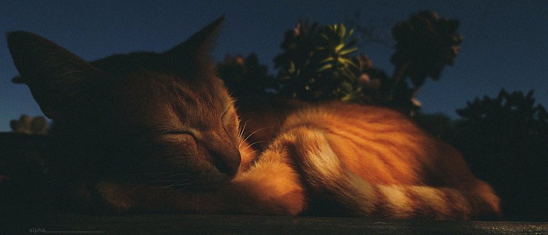 Free Cat Orange photo and picture
