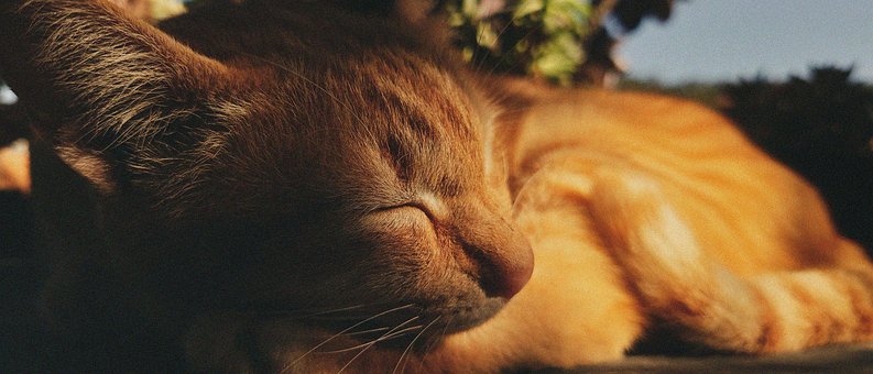 Free Cat Sleep photo and picture