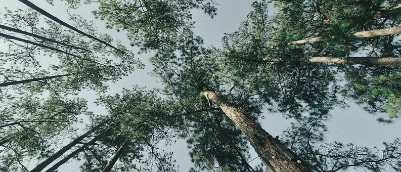 Free Forest Nature photo and picture