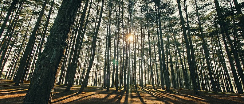 Free Forest Sunlight photo and picture