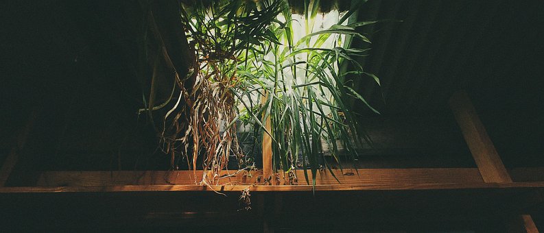 Free Plant Tree photo and picture