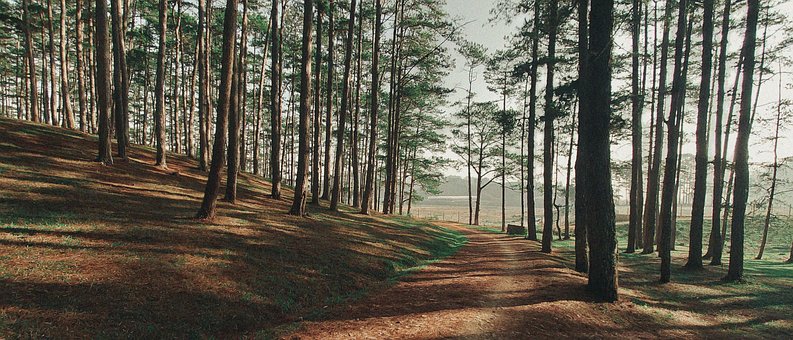 Free Road Forest photo and picture