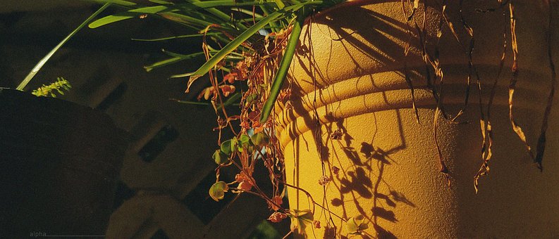 Free Sunset Flower photo and picture