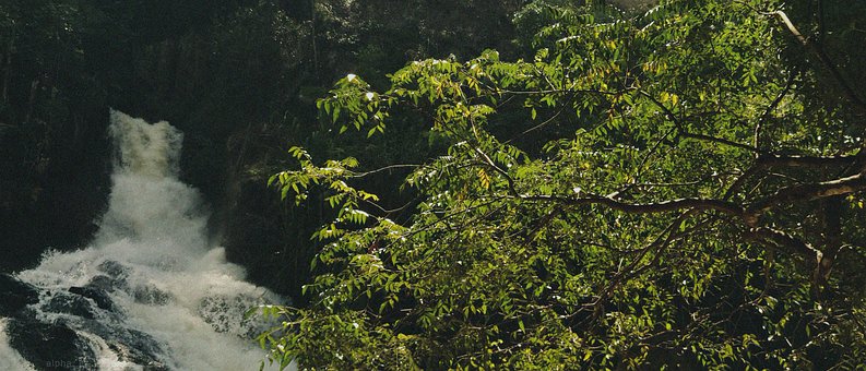 Free Waterfall Tree photo and picture