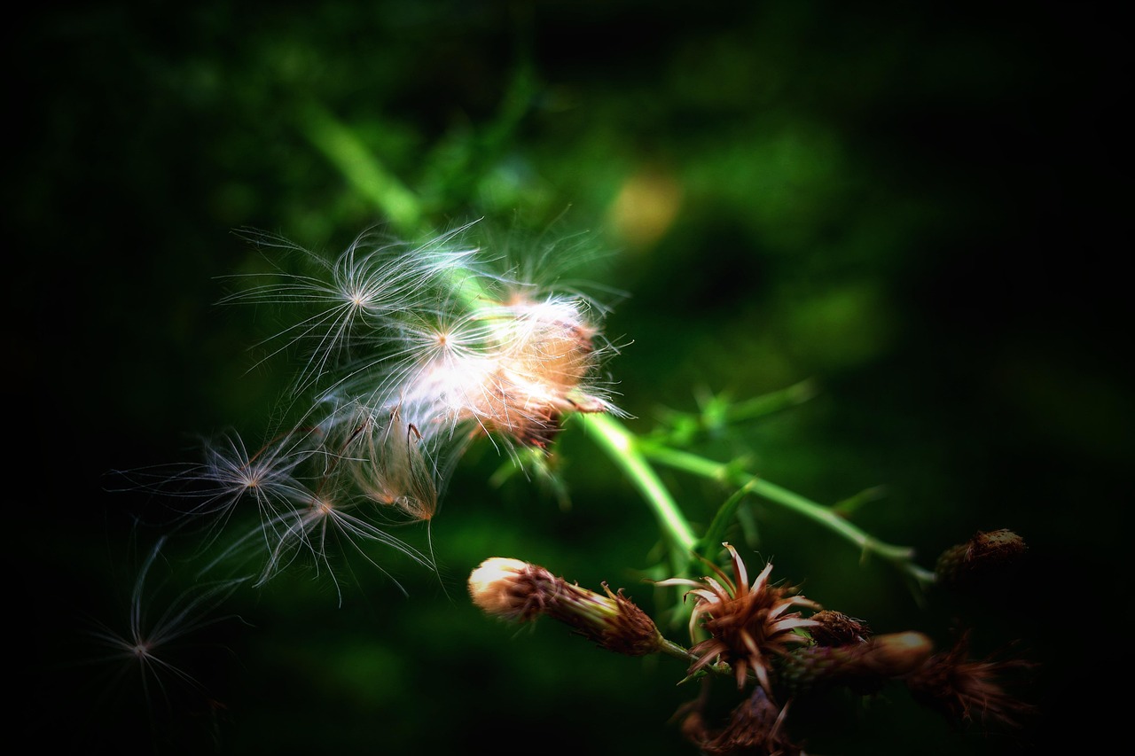 蓟 植物 搔痒蓟 - Pixabay上的免费照片 - Pixabay